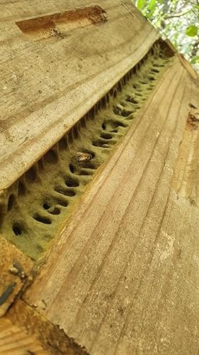 Miniatura 6 de Uniflora Propóleos de abeja verde brasileña – 60 Brix – Extracto líquido sin alcohol – Botellas de 1.0 fl oz (paquete de 6)