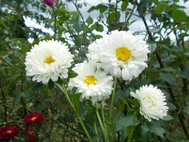 White and Yellow 2 in 1 MultiColour Chrysanthemum Flower Tree Chandramallika FLower Tree Plant Live Plant
