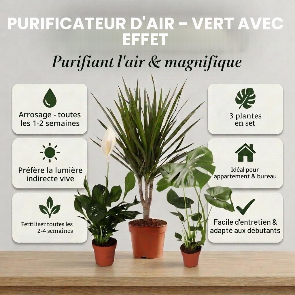 Lot de 3 purificateurs d'air Monstera, Spathiphyllum, Dracaena Ø 40-70 cm