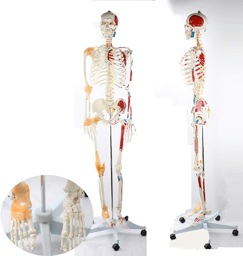 170cm LifeSize Skeleton Model Skeleton Model Neuromuscular Start and Stop Coloring Ligament