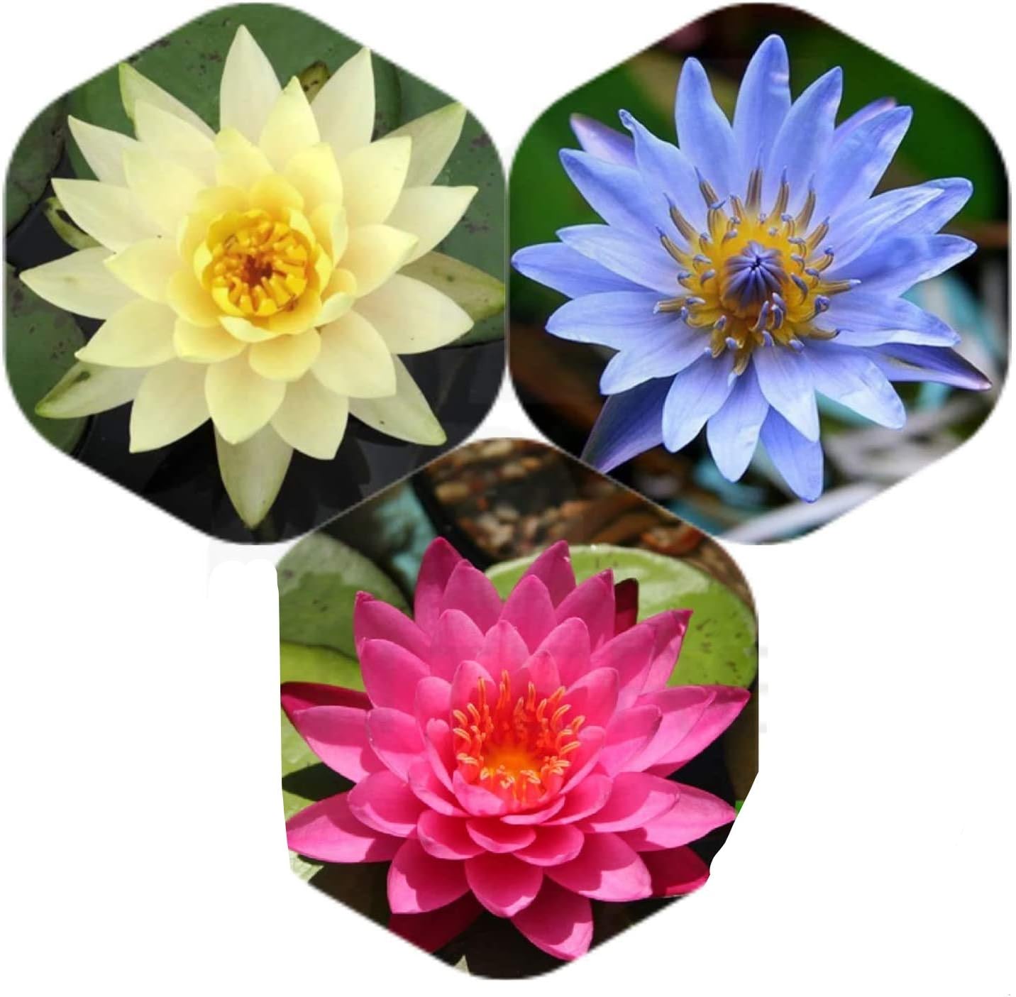 Water Lily Tuber 3 Pre-Grown Hardy Lily Rhizome Live Aquarium Plant