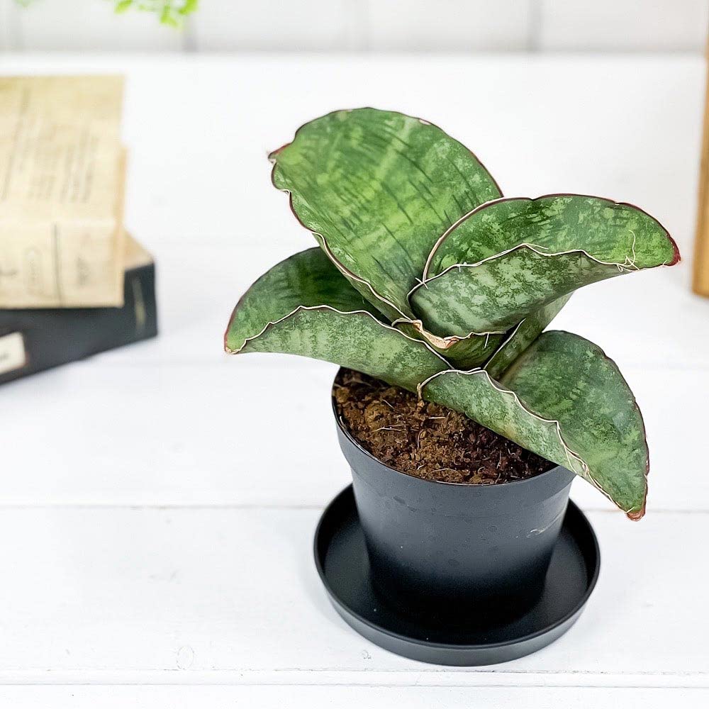 Amazon.co.jp: PLANCHU 観葉植物 サンセベリア ドラゴンウィング