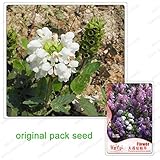 prunelle de bourgogne cocktail Item Condition New 25 semi/pacchetto, Prunella grandiflora, Grande fiore Prunella, Balcone vegetali, semi di piante da giardino