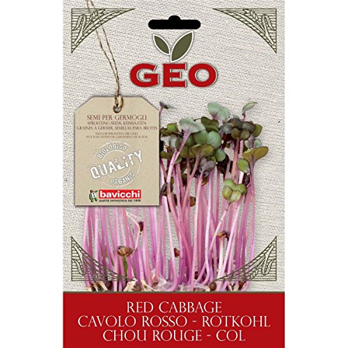 Geo Cavolo Rosso Semi da Germoglio, Marrone, 12.7x0.7x20 cm