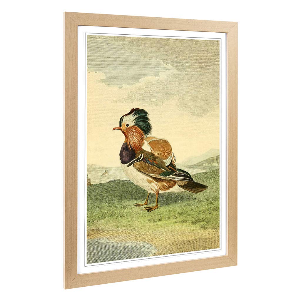 Big Box Art Framed Print of Vintage Charles R Ryley Mandarin Duck Design | Wall Art Picture | Home Decor for Kitchen, Living Room, Bedroom, Hallway, Oak, A2 / 24.5x18 Inch / 62x45cm