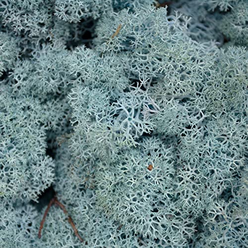 Moss - Norwegian Reindeer - Natural Preserved Dried - 20 Colours - Choose Weight (Aquamarine - Moss, 200 Grams)