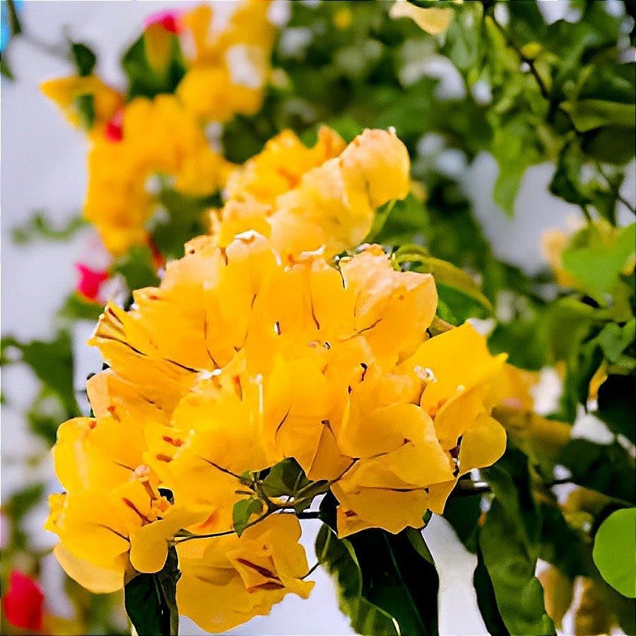 Image of HIDDEN ENTERPRISES 3- Multicolour Bougainvillea Flower Live Plant | Paper Flower Plant with Vibrant Blooms | Beautiful Indoor & Outdoor Flowering Plant | Natural and Organic (Without Pot)