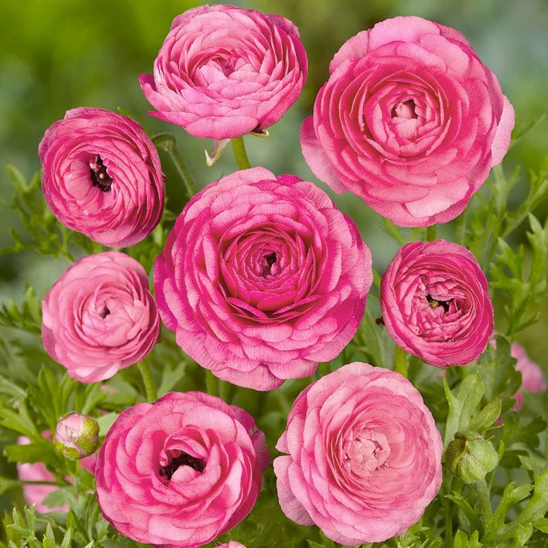25 bulbos de ranúnculo rosa para plantar en primavera, bolsa de valor de bulbo de ranúnculo de ranúnculo, planta en jardines, contenedores y macizos