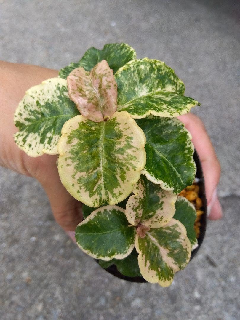 万両 福包 斑入り 9点セット❗2株植え❗変わり葉❗ ① 万両 福包