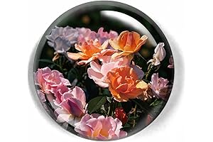 The Rose Figurine - A Stunning Glass Display for Your Precious Blooms