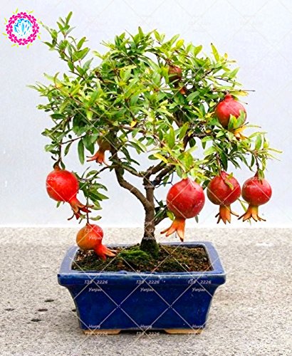 30 pcs délicieux non-OGM Bonsai grenade Graines vivaces fruits intérieur Graines Arbre Super Sweet Seeds Fruit Pour jardin
