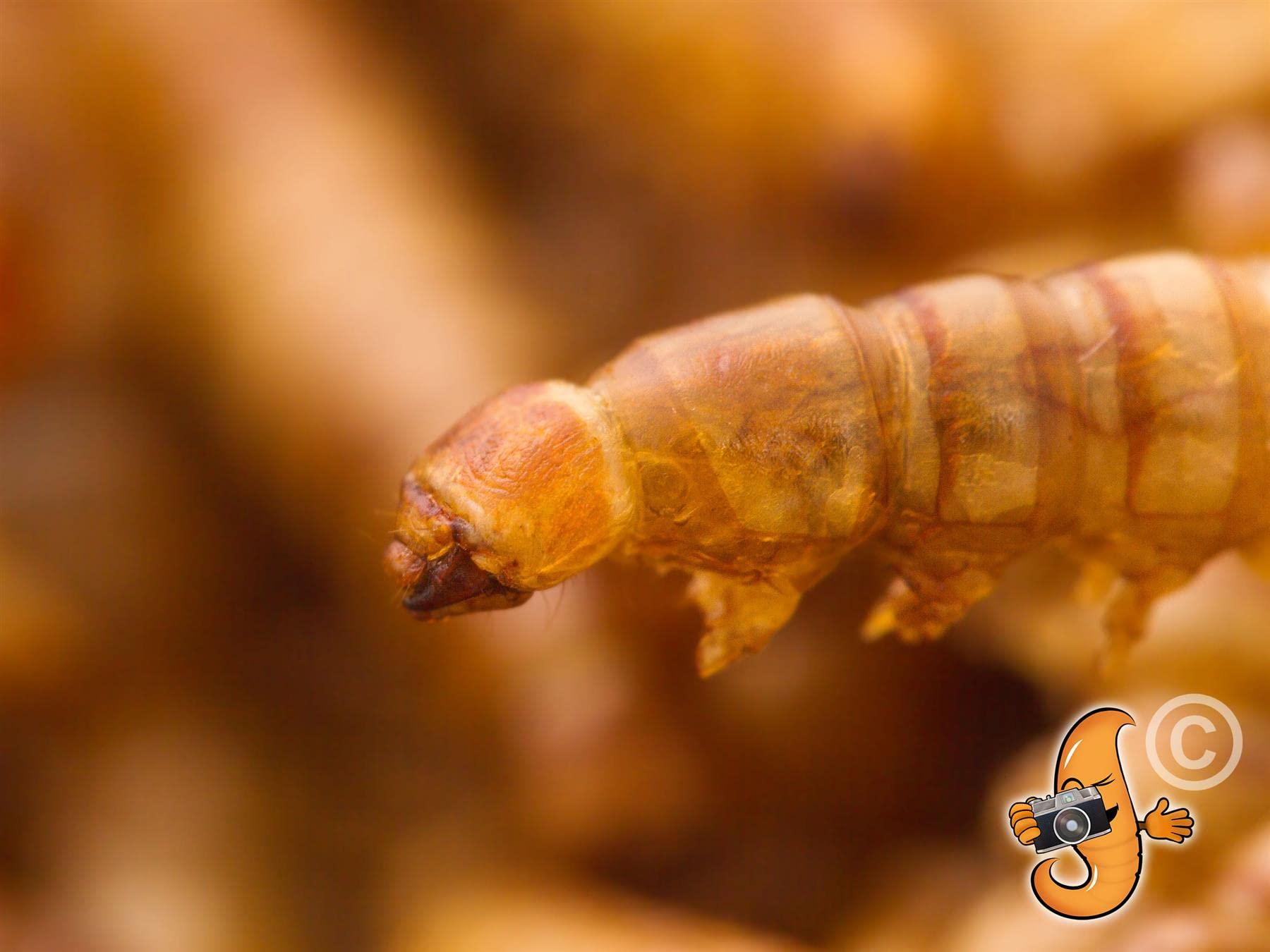 Chubby Mealworms Refill Bag (800g), Dried Mealworms For Wild Birds, Protein Rich Dried Meal Worm, High Energy for Birds, Reptiles, Geckos, Ducks - 5