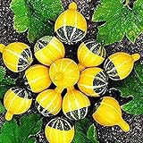 100 Piezas Semillas De Calabaza Siembra Eficiente Hierbas Anuales Vegetales Bajo Costo Fácil De Mantener Brinda Una Sensación De Logro Sembrando Semillas De Calabaza