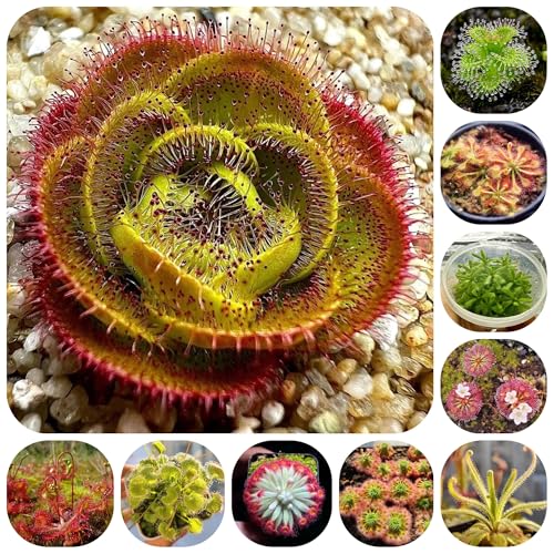 Generic Sonnentau Winterhart Samen 500pcs