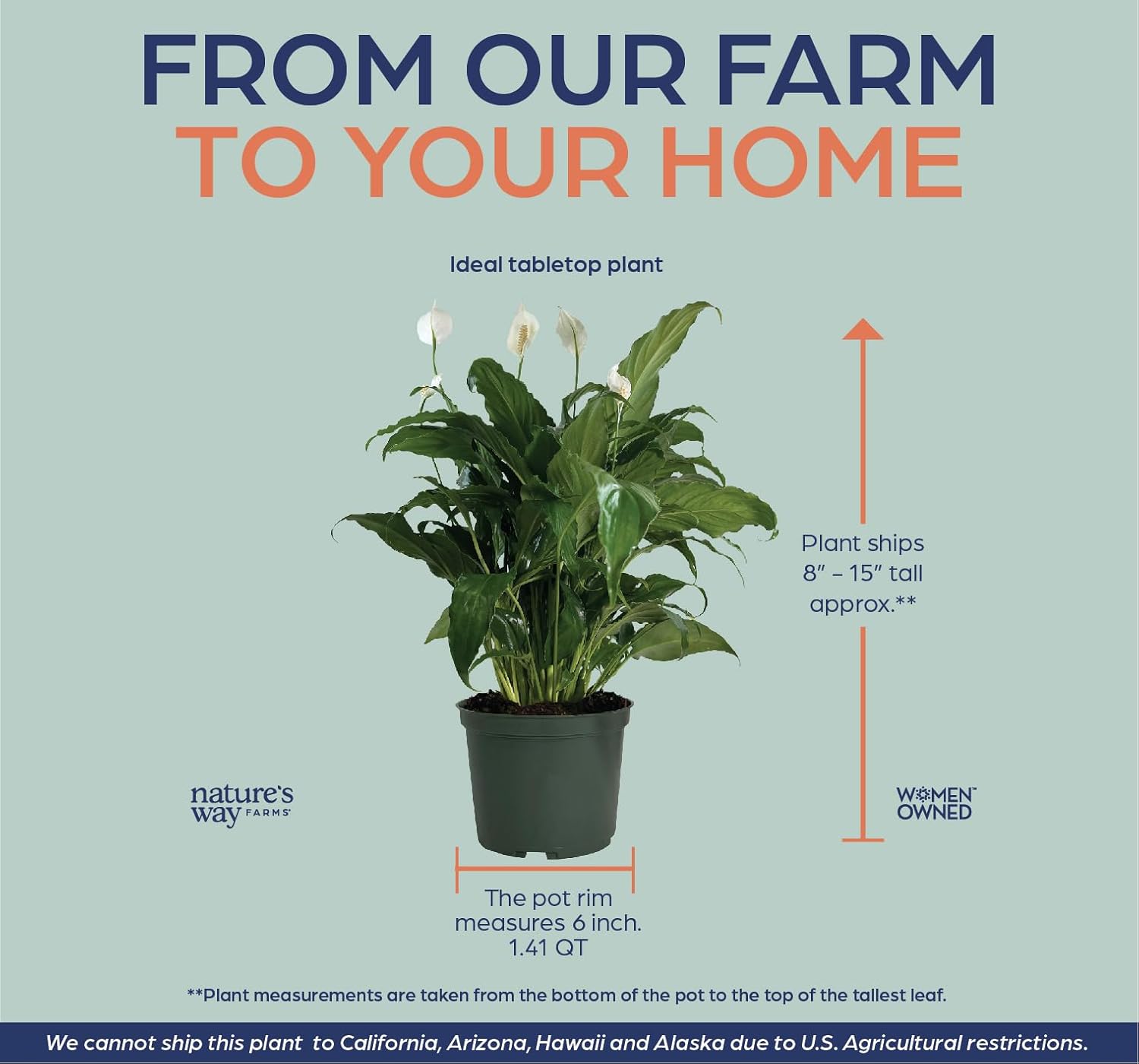 Nature's Way Farms Spathiphyllum Sweet Chico Live Plant (8-15 inches Tall) in Growers Pot