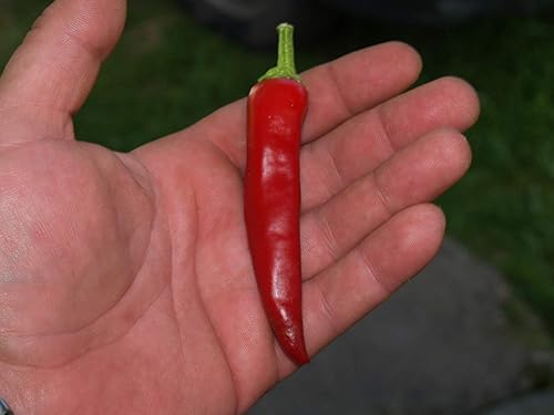 Miniatura 4 de Semillas Fuego Pimiento Caliente Chili Heirloom Vegetal para plantar sin OMG