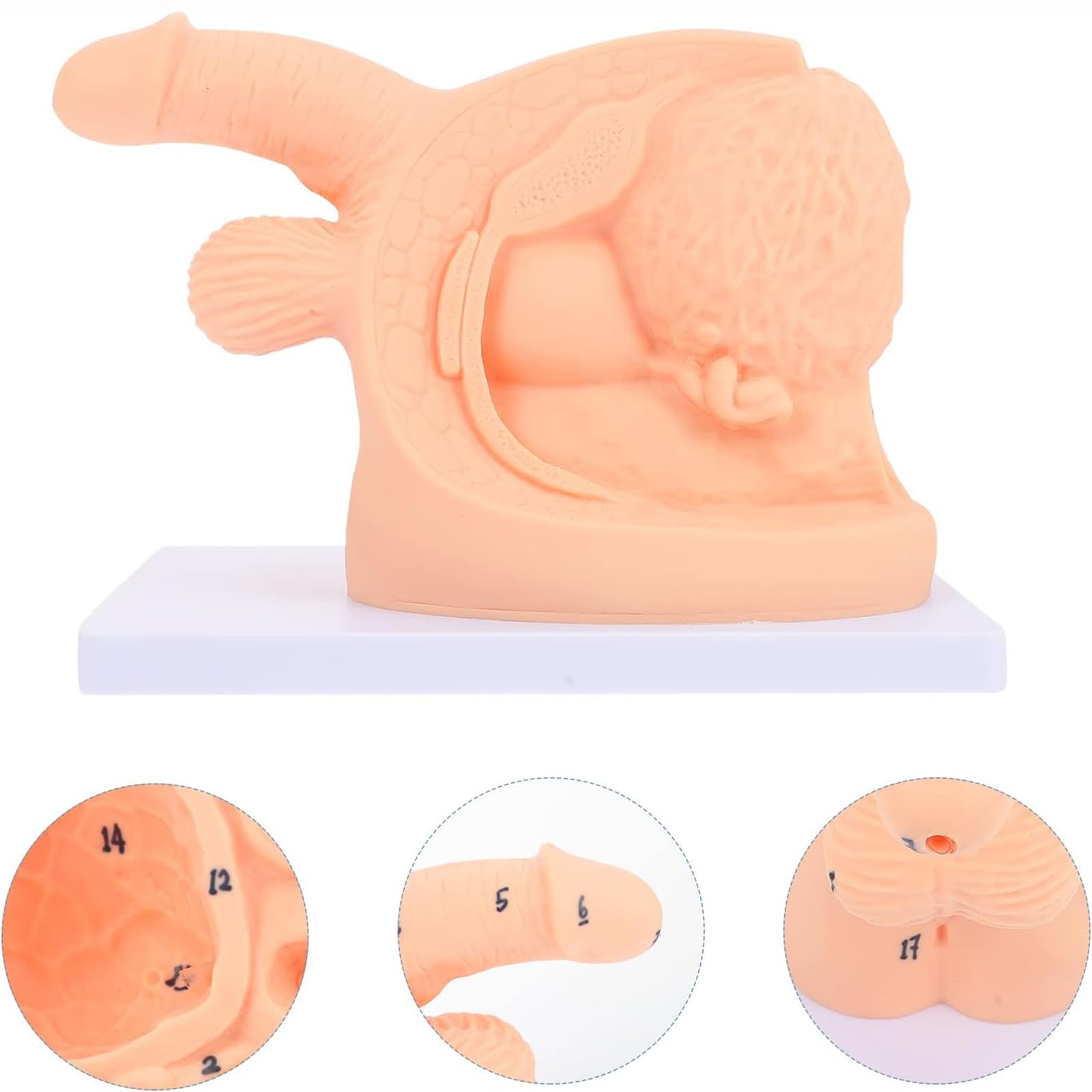 Ensemble d'enseignement de l'anatomie du cathéter, modèle de cathétérisme Masculin, modèle utile de cathétérisme corporel pour Hommes