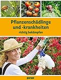 pflanzenschädlinge  Pflanzenschädlinge und -krankheiten richtig bekämpfen