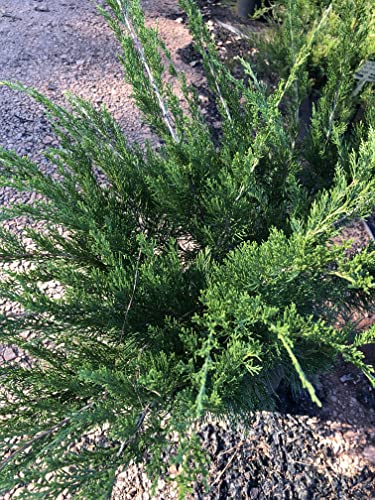 Juniper 'Sea Green' Juniperus chinensis (1 Gallon)