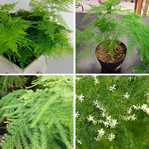 30 Pcs Asparagus Fern Seeds For Planting Bonsai Tree Seeds Indoor And Outdoor Bonsai Seed For Home Yard Garden Decor Easy To Grow #TOP4