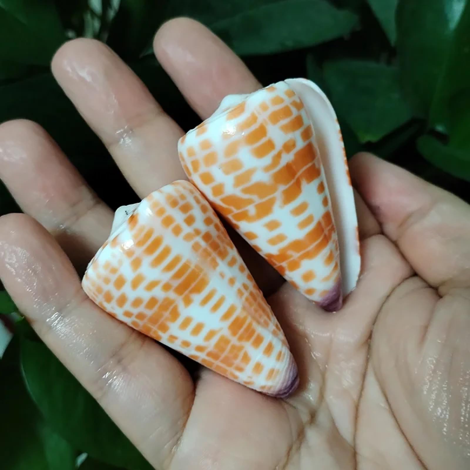 Conchiglie per decorazione, 2 pezzi 4-6 cm vera conchiglia rossa a forma di cono conchiglie di mare eremita granchio di ricambio esemplare acquario decorazione festa di nozze