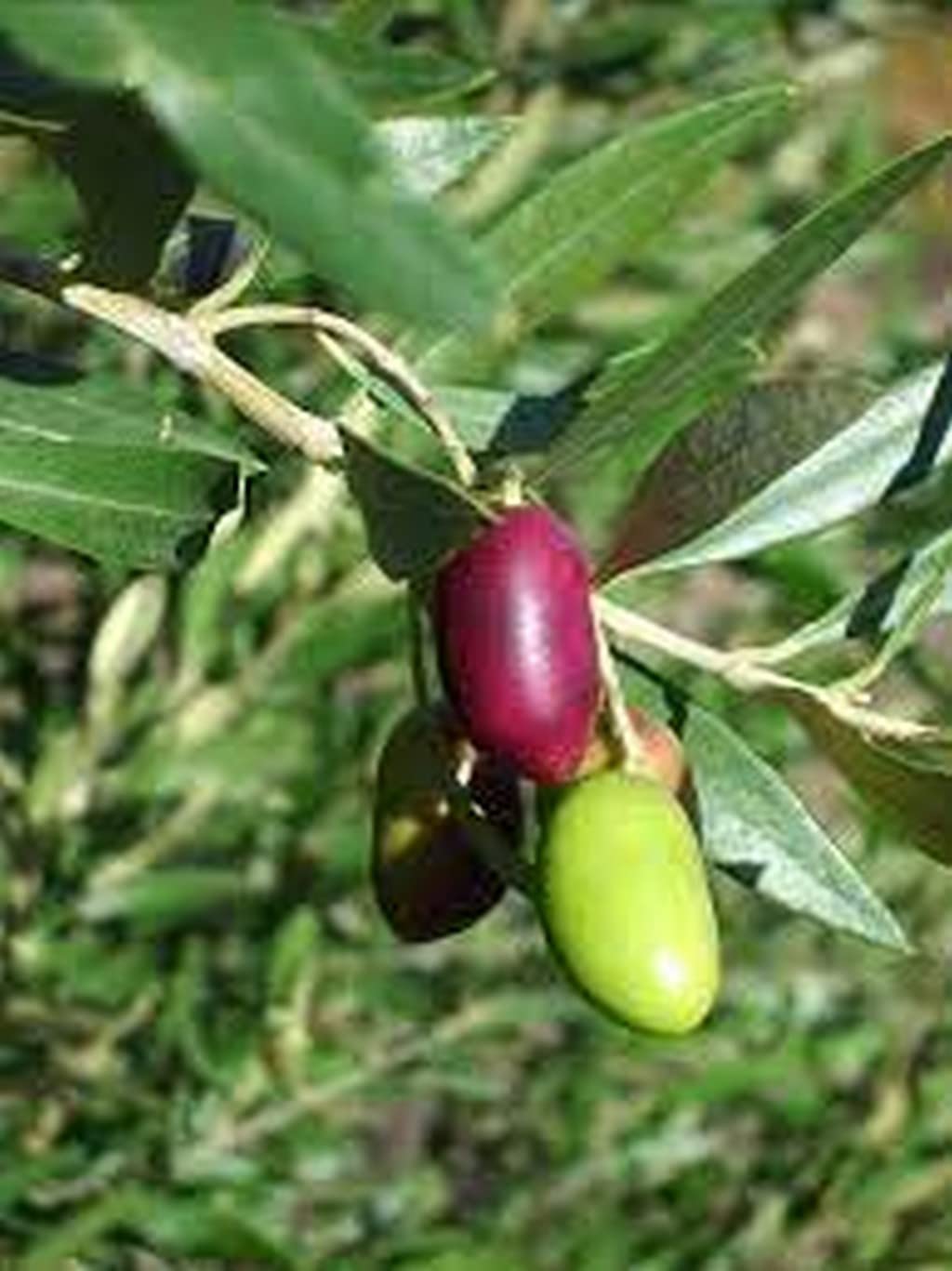 See full amazon price history chart for OhhSome Plants For Kitchen Gardening Olive Tree Plant Exotic Fruit (Healthy Live Plant) OhhSome Plants For Kitchen Gardening Olive Tree Plant Exotic Fruit (Healthy Live Plant) (B09L8M9GPP) Amazon Price History, Amazon Price Tracker