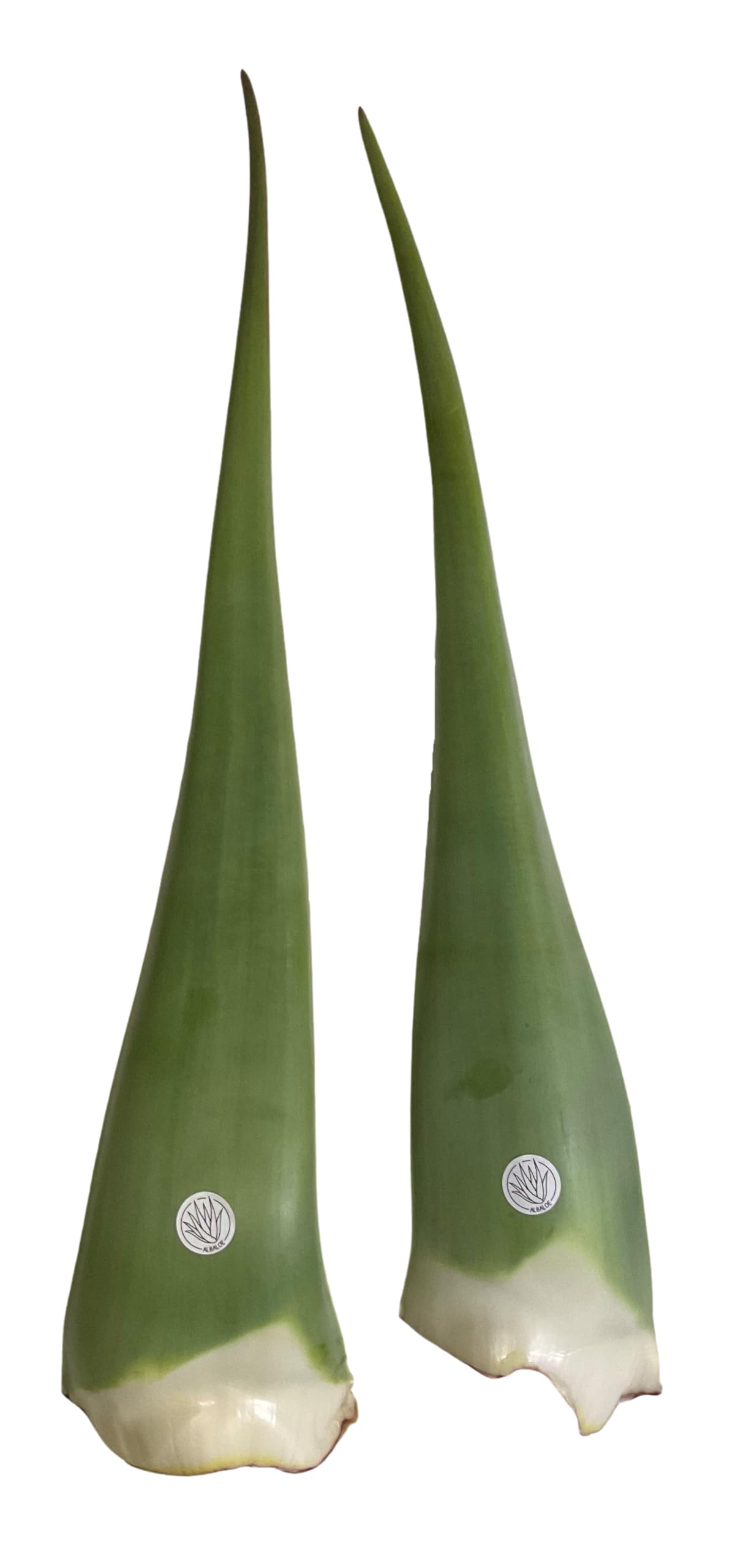 Hoja de Aloe Vera Fresca Natural Gel Ecologico certificado (3)