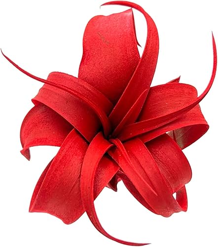 ragnaroc Plantas de aire Tillandsia Xerographica Pup teñido, grande 2-4 pulgadas (Jule Red) 1ct Llegada viva garantizada Plantas de interior ragnaroc Plantas de aire Tillandsia Xerographica Pup teñido, grande 2-4 pulgadas (Jule Red) 1ct Llegada viva garantizada Plantas de interior