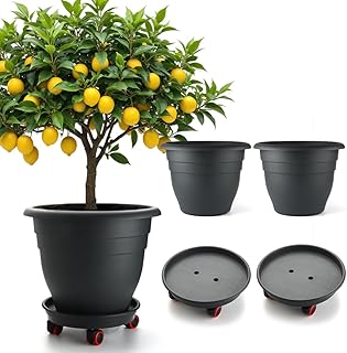 Extra Large Indoor Planters For Trees Picks collage image 2