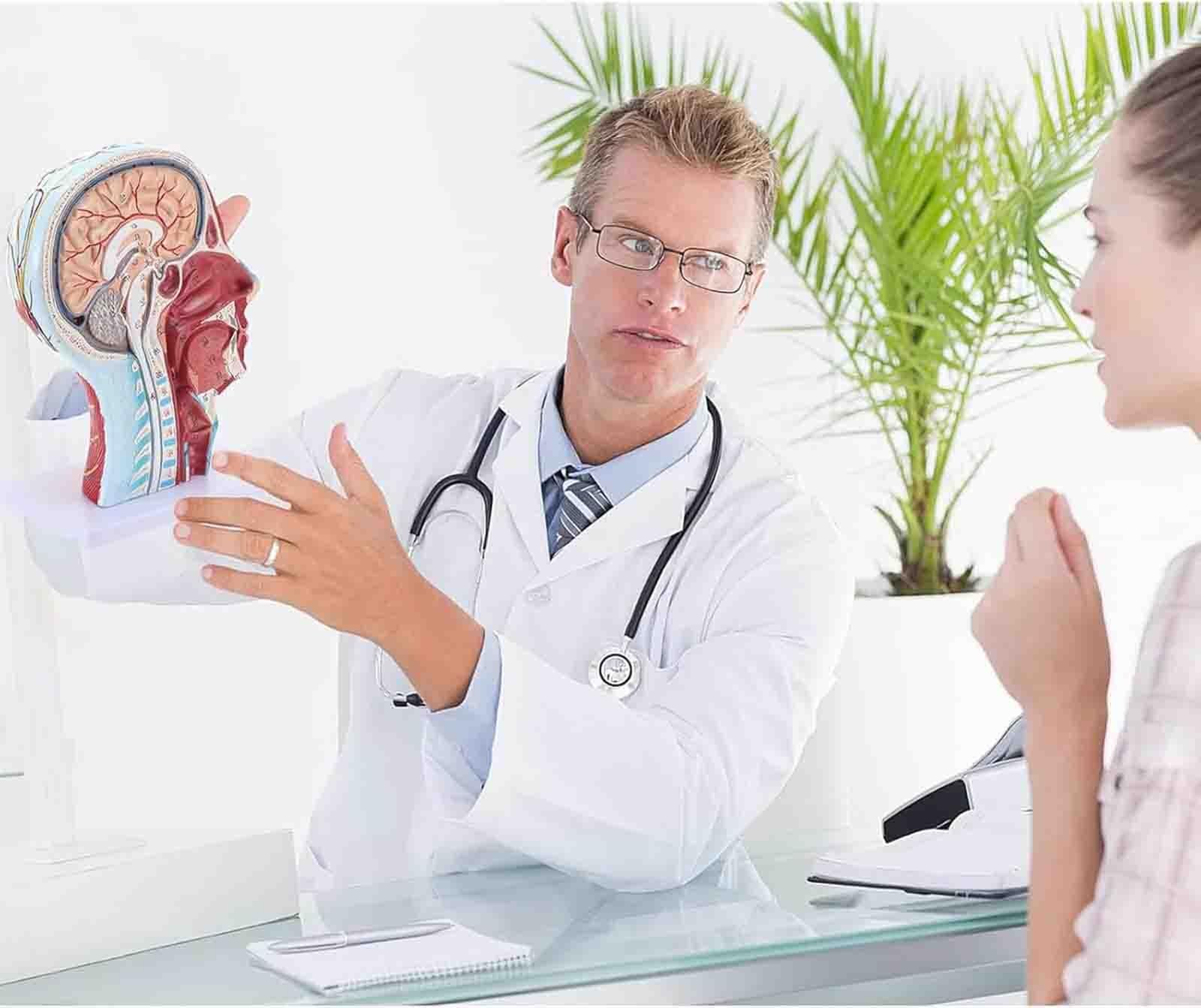Modello anatomico a grandezza naturale di testa umana: cranio, metà testa umana con sistema neurovascolare superficiale e muscolatura, cervello per l'insegnamento e l'apprendimento in ambito medico