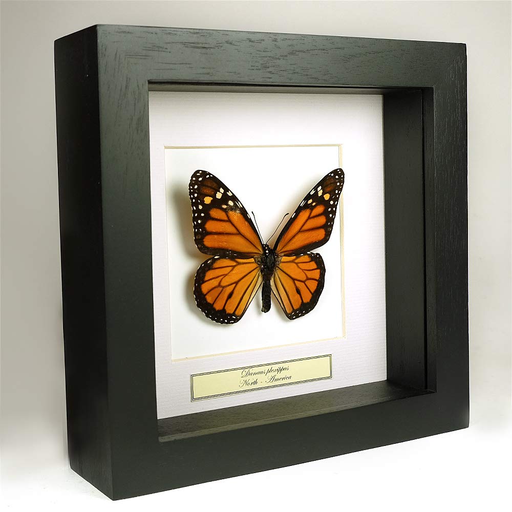 Danaus plexippus – Papillon Monarque – Véritable papillon monté sous verre dans cadre en bois noir fait main
