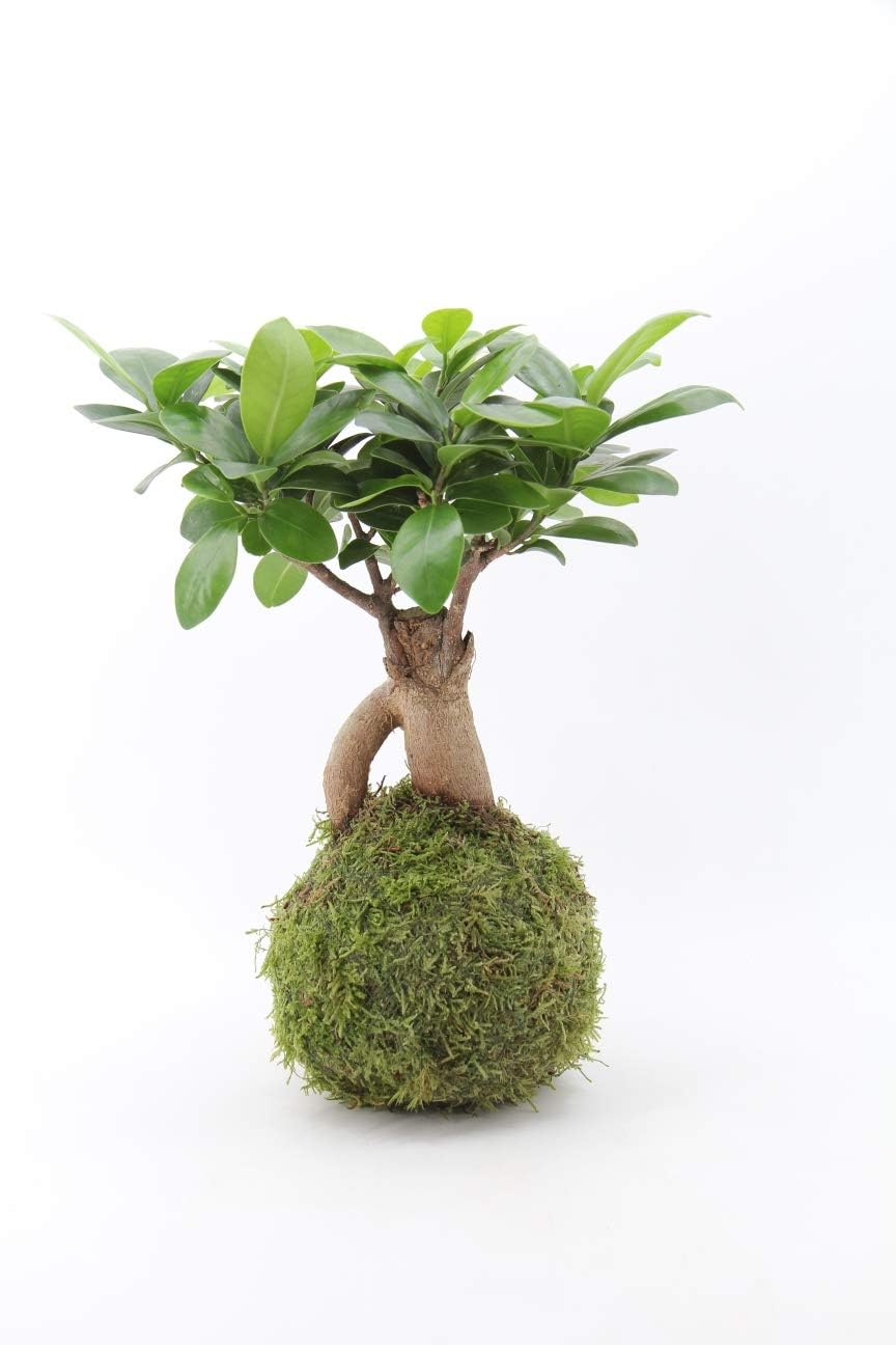 Kokedama Moss Ball Ficus Ginseng Bonsai Tree Indoor plant-25cm high