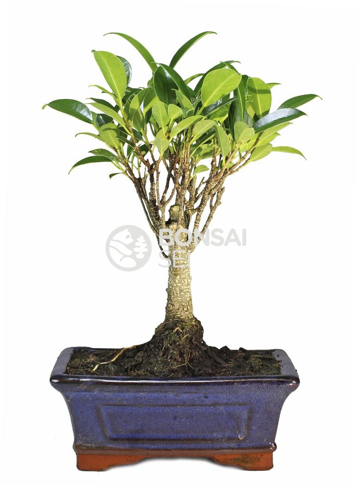 Bonsai - Olmo chino, 5 Años (Bonsai Sei - Zelkova) — view 2