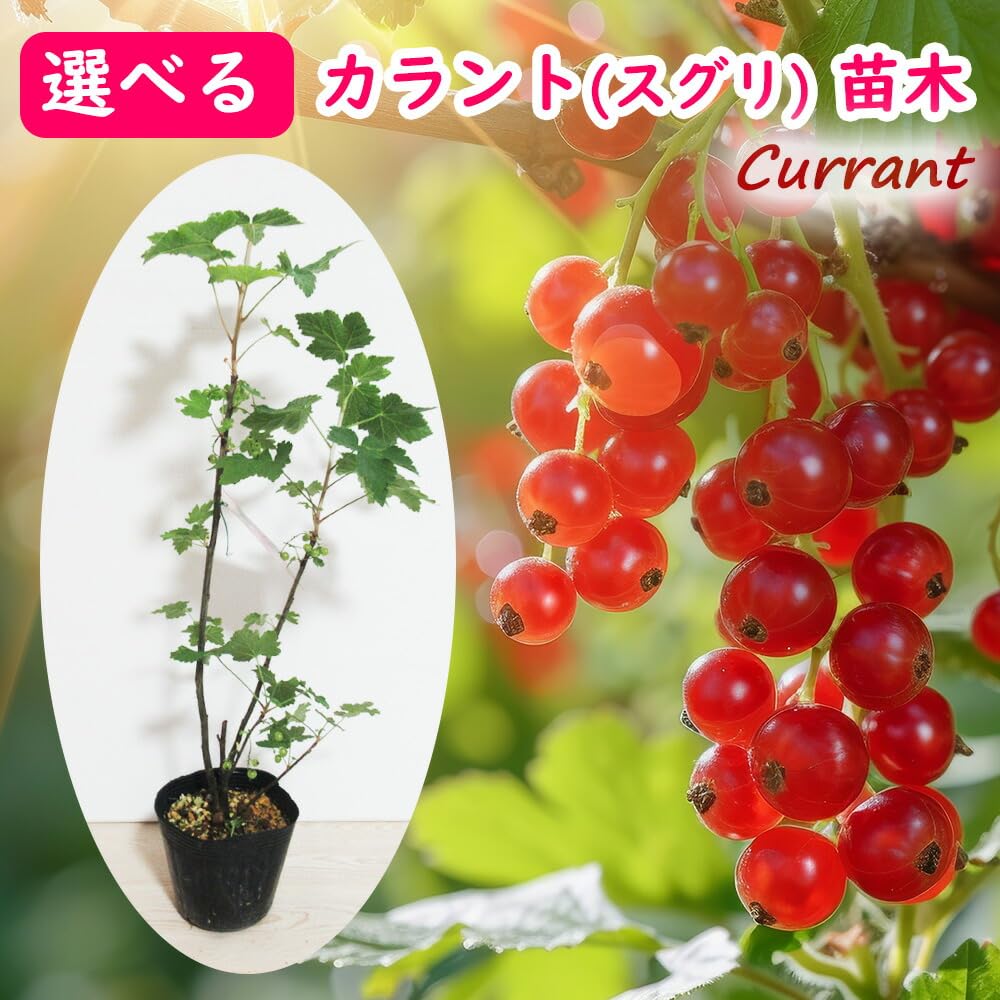 Amazon.co.jp: 【 ブラックカラント (クロスグリ)】 苗 苗木 13.5cm Amazon.co.jp: 【 ブラックカラント (クロスグリ)】 苗 苗木 13.5cm