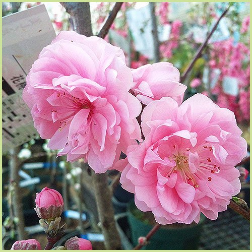 桃の花 Amazon | 花桃の苗木 矢口桃（ピンク） 接木1年生苗 | 花