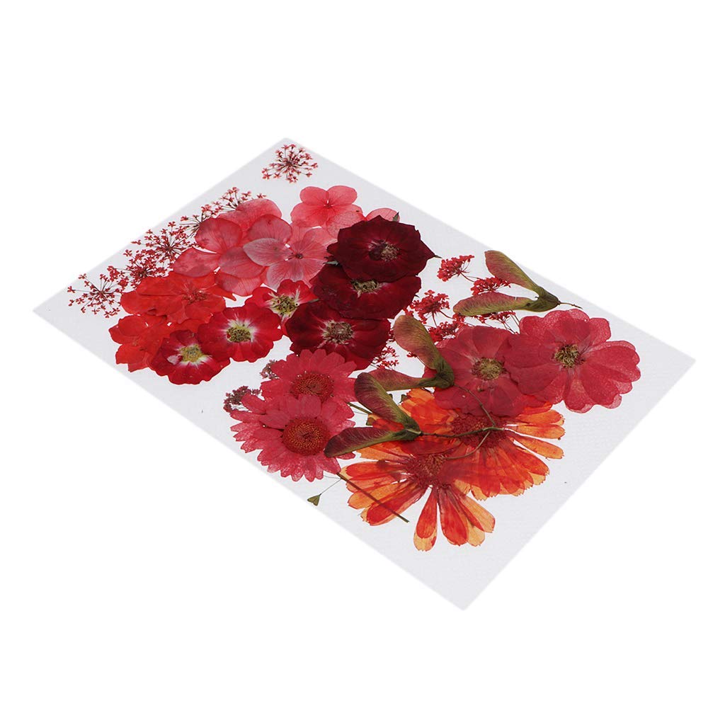Echte getrocknete gepresste Blumen Blätter für Kunsthandwerk DIY Silikon Untersetzer Harz-Formen perfekt für DIY Handy Shell handgemachte Lesezeichen Scrapbooking – Rot