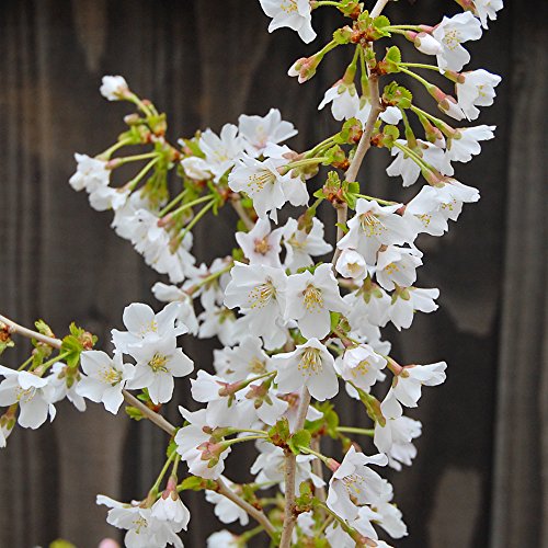 Ornamental Japanese Cherry Blossom Tree Prunus Incisa 'Kojo-No-Mai' Hardy Shrubs Outdoor Garden Plants Ideal for Pollinators, in The Border and Pots by Thompson and Morgan