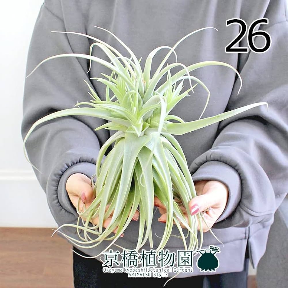 海外販売× 【現品】エアプランツ チランジア・プルプレア (34