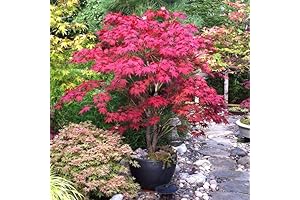 Brighter Blooms - Bloodgood Japanese Maple Tree