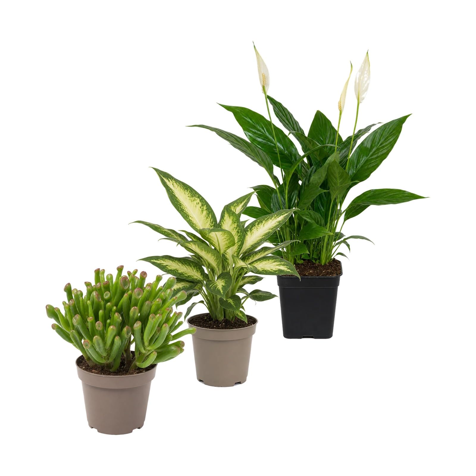 Pack 3 Plantas DECOALIVE: Jade Gollum, Diefembaquia Camilla y Espatifilo