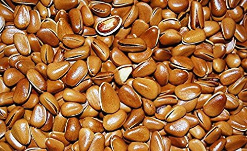 4 Pound (1816 grams) Shelled roasted pine nuts Grade A from Northeast China (中国东北松子）
