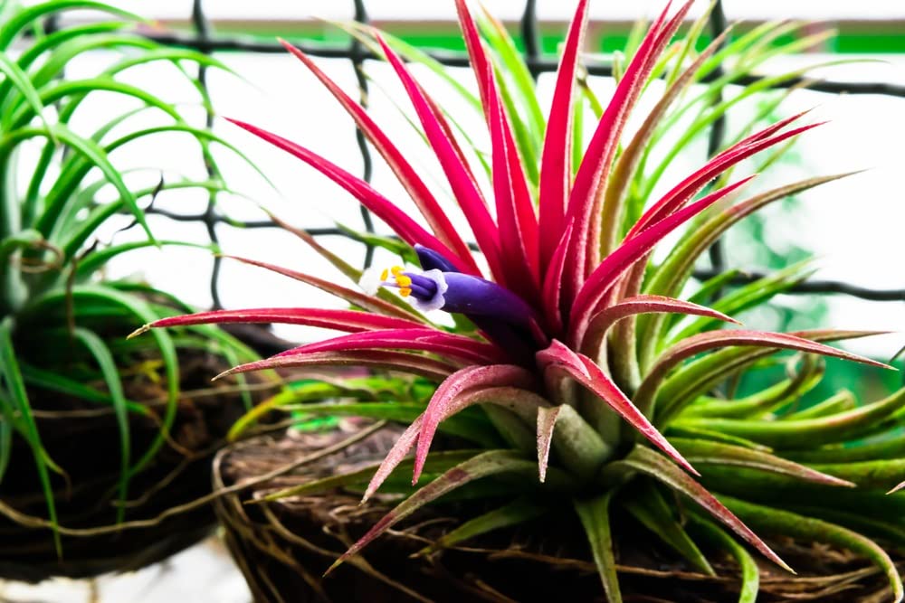 10 Shy Plant Seeds for Planting - Tillandsia Ionantha, Bromeliad Seeds,