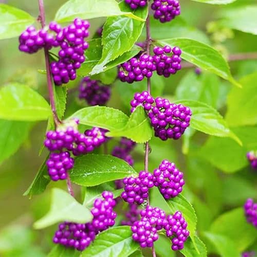 Miniatura 7 de QAUZUY GARDEN 50 semillas de bayas de belleza americanas (Callicarpa Americana)  Arbusto de morera francesa nativa Beautyberry  Llamativa planta de