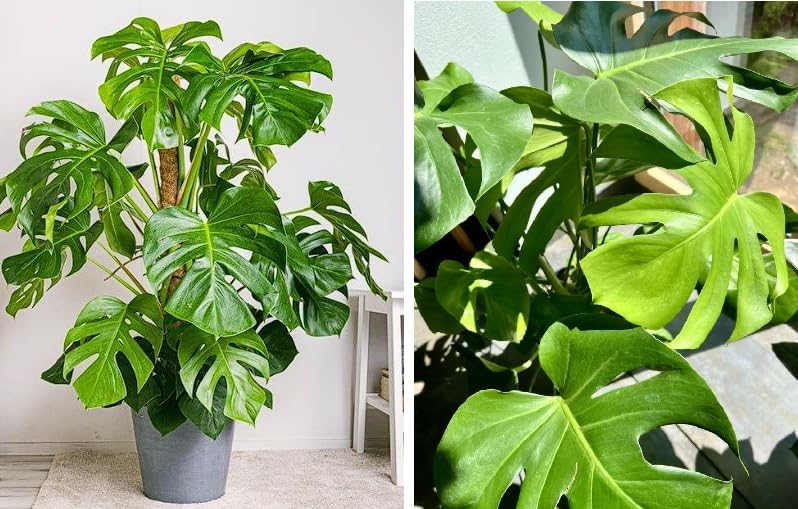 Monstera Seeds | Swiss Cheese House Plant | 7 Seeds