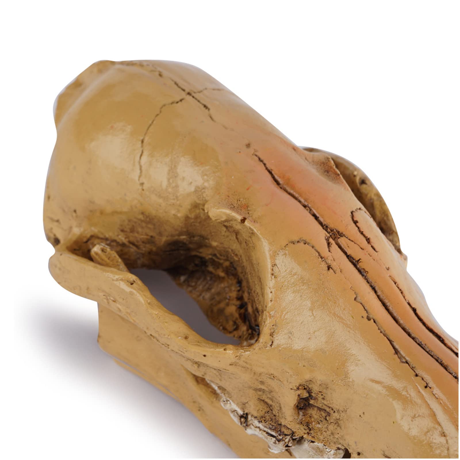 Modelo de calavera de zorro de resina, réplica de cráneo de zorro de zorro salvaje de tamaño natural para accesorios de Halloween, enseñanza de la ciencia