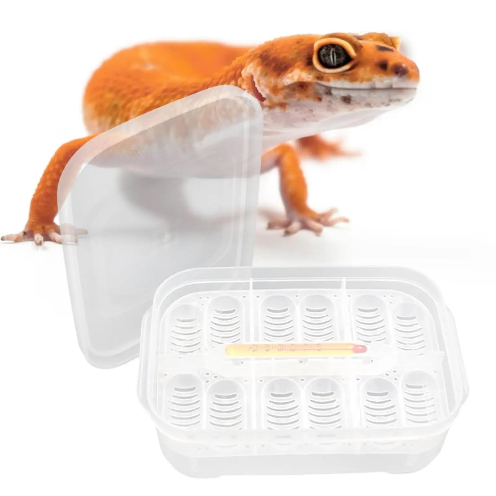 Inkubator Reptilien Reptilien-Zuchtbox, Inkubator, Hänge-Brutkasten, Werkzeug, DIY-Behälter for Schlüpfen, Inkubation, Zuchtbedarf, Schildkröten, Gecko Brutautomat