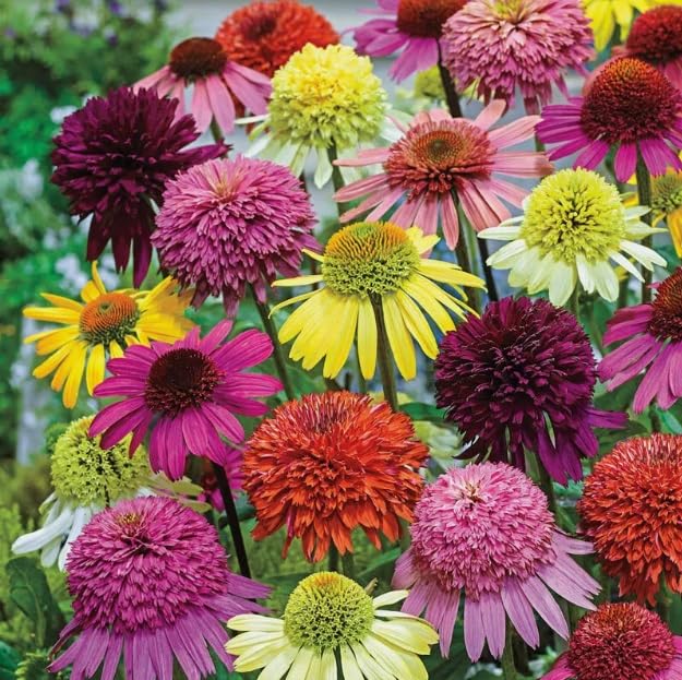 100PCS Mixed Color Double Coneflower Flower Perennial Butterflies Hummingbirds Seeds Heirloom