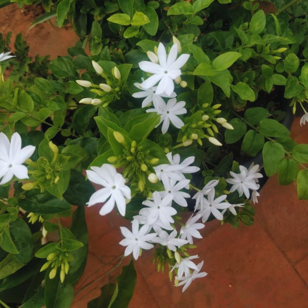 Amazon.com : Jasmine Plants Live, Set 3 of White Jasmine Live