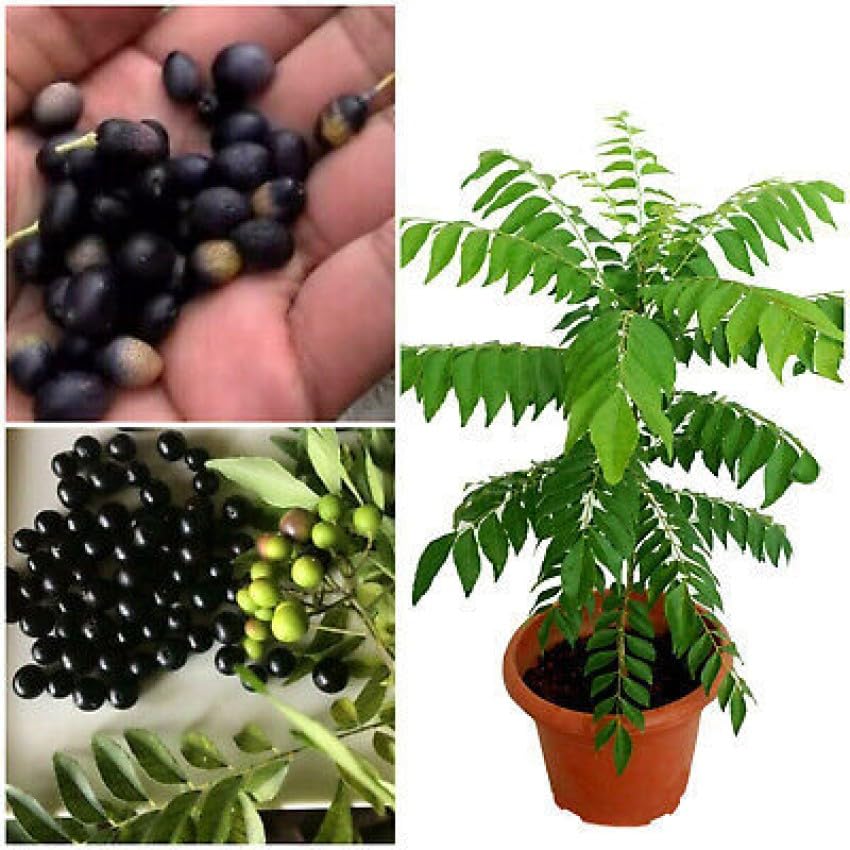 Curry leaves seeds for planting || Planting seeds for curry leaves || 11 seeds (B0CRQMMS2Z) Amazon Price History, Amazon Price Tracker