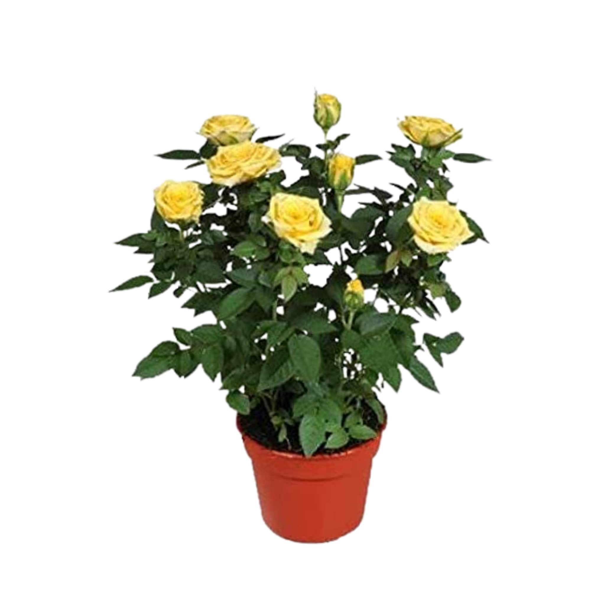 Earth Eagle Friendly Yellow Rare Color Rose Live Plant On Polybag With Flower Booster|Suitable For Gardening In Indoor And Outdoor|Beautiful Gift For Your Loved One (B0BNQVWKMN) Amazon Price History, Amazon Price Tracker